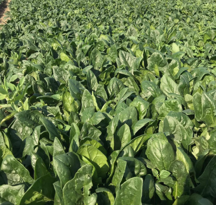 Seminis Hibrit Ispanak Tohumu Rs06683549 - 1 Kg