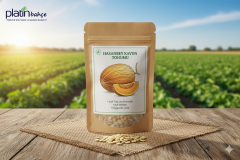 Hasanbey Kavun Tohumu 10 Gram