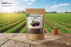 Patlıcan Tohumu Topan 10 Gram