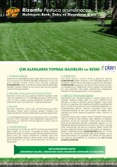 Rizomlu Susuzluğa Dayanıklı Çim Tohumu Titan Rx