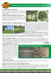 Rizomlu Susuzluğa Dayanıklı Çim Tohumu Titan Rx