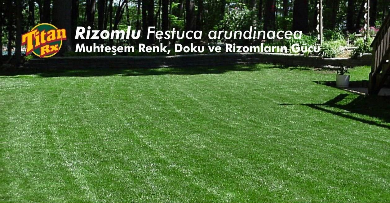 Rizomlu Susuzluğa Dayanıklı Çim Tohumu Tıtan Rx 1 Kg