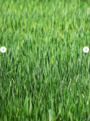 7 Günde Çimlenen 7 Mix Çim Tohumu 3 Kg Grass Çayır Çimen Tohumu